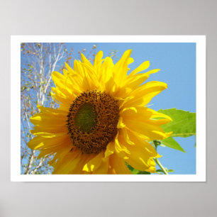 Impressões de arte de girassol Floral Amarelo Bril