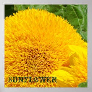 Impressões De Arte De Girassol Flores Decorativas