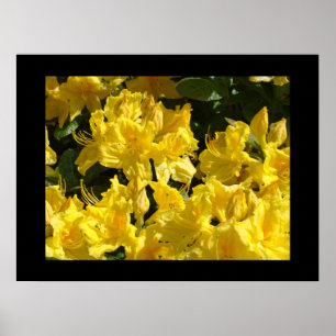 Impressões de arte fina de flores de Rhododendron