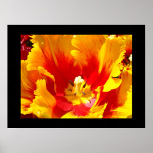 Impressões de Arte Fina Floral Amarela Tulipa Verm