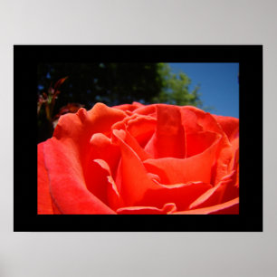 Impressões de arte fina Rosa vermelha Flor Rosa Ga