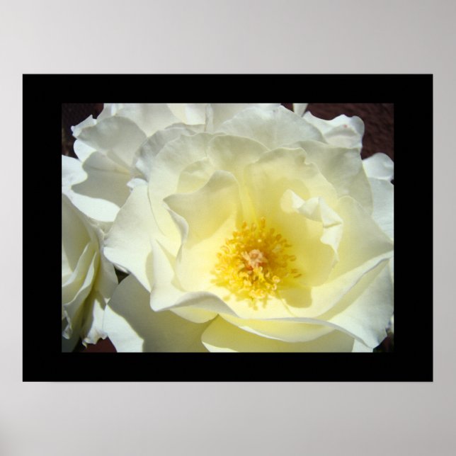 Impressões de Arte Flor de Rosa Branca Amarela (Frente)