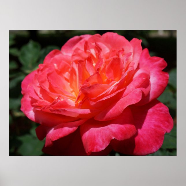 Impressões de Arte Flor de Rosa Vermelha Flores Ro (Frente)