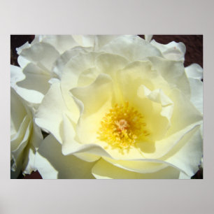 Impressões de Arte Flor Rosa Amarela Branca Brilha
