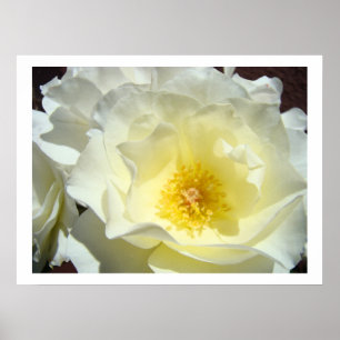 Impressões de Arte Flor Rosa Branca Brilhante Enqu