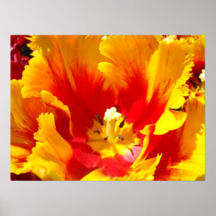 Impressões de Arte Flor Tulipa Amarela Vermelha Fl