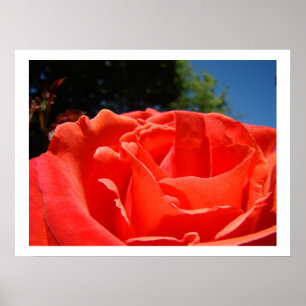 Impressões de Arte Floral Rosa Vermelha