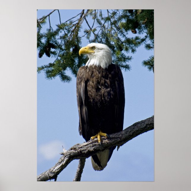 Impressões de Belas Artes Bald Eagle (Frente)