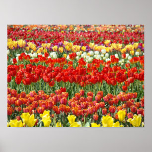 Impressões de Belas Artes de Campo das Flores do F