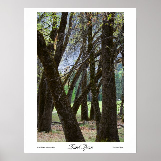 Impressões de Espaço de Tronco (Frente)