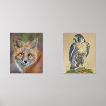 Impressões de falcão de raposa e peregrina