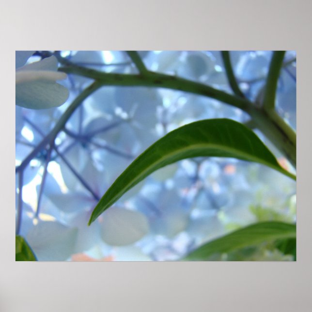 Impressões de Flores de Hortênsia Azul de Arte Fin (Frente)