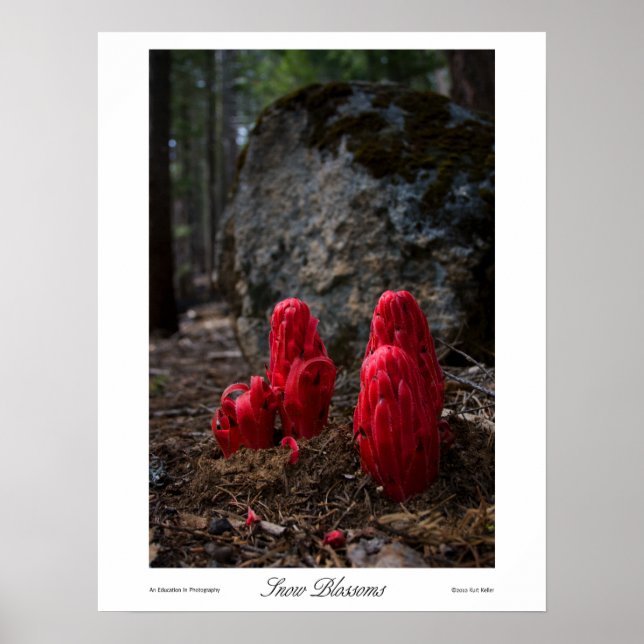 Impressões de flores de neve (Frente)