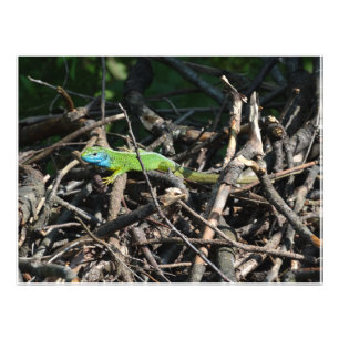 Impressões de Foto do Green Lizard