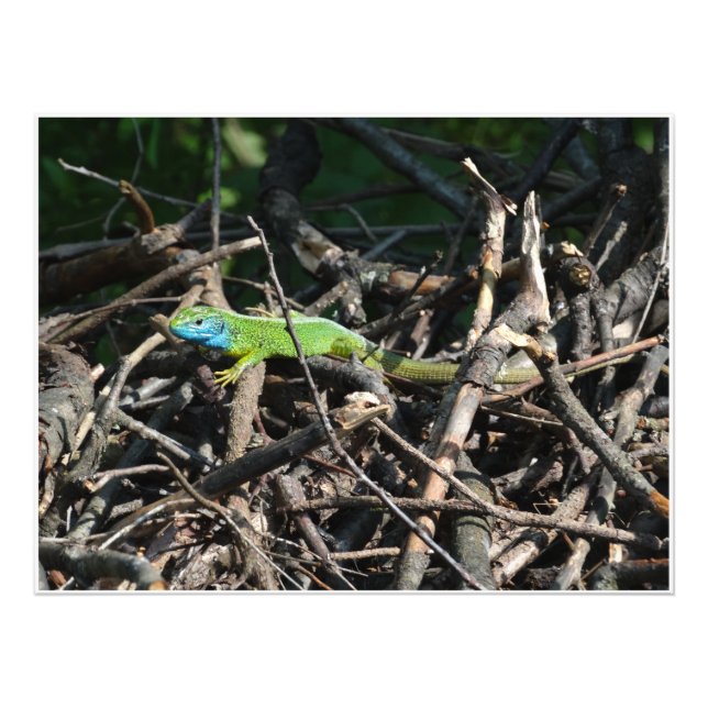 Impressões de Foto do Green Lizard (Frente)