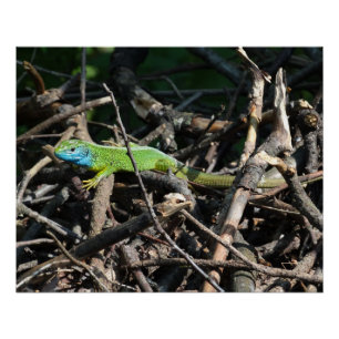 Impressões de Fotos de Lagarto Verde