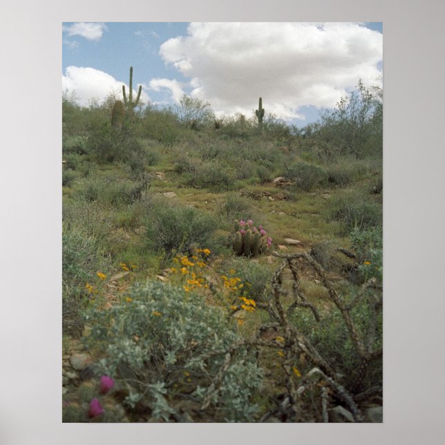 Impressões de Poster de arte Sonoran Desert Primav (Frente)