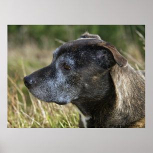 Impressões de Terrier de Staffordshire