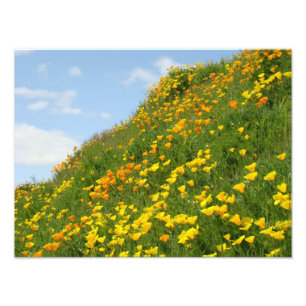 Impressões florais de fotografia Flores de Papoula