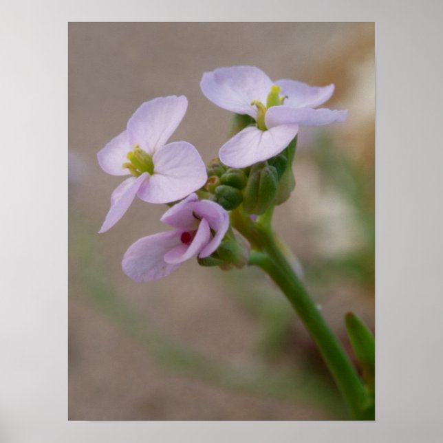 Impressões Fotográficos Flores (Frente)