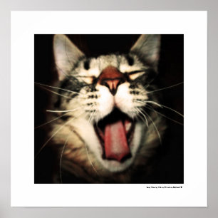 Impressões legal do poster do gato do divertiment