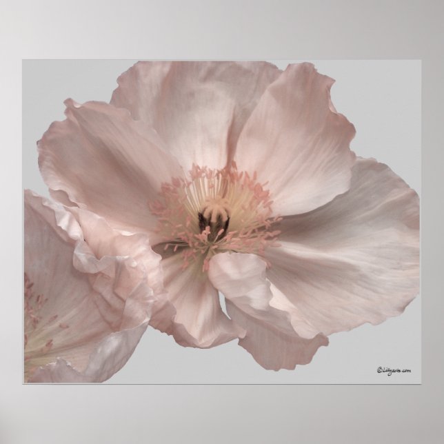 Impressões Poster de Flor Poppy Islandês rosa (Frente)