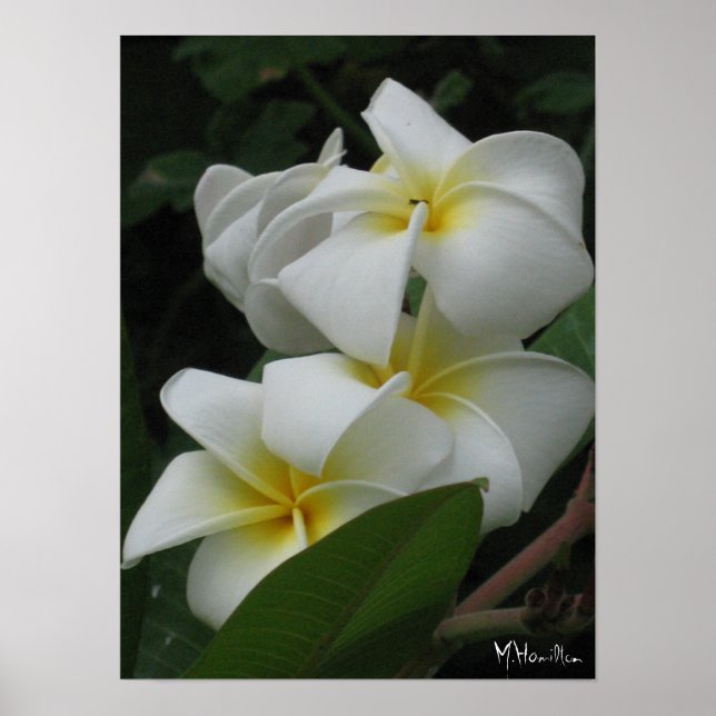 Impressões Poster de Frangipanis (Frente)
