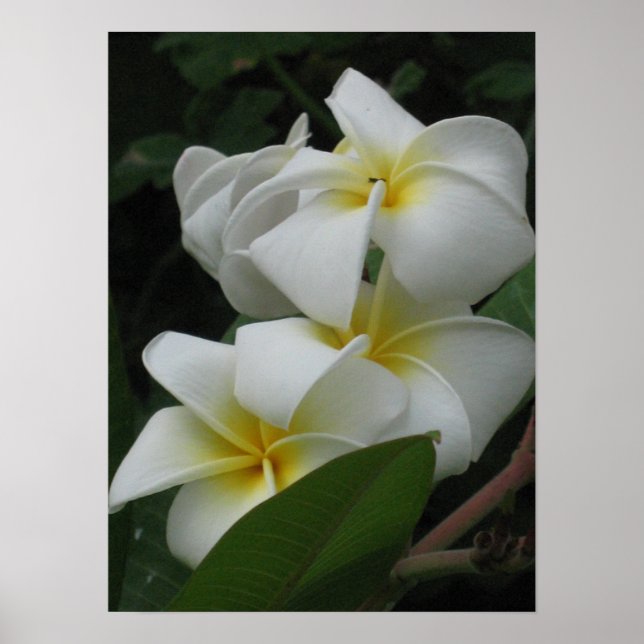 Impressões Poster de Frangipanis (Frente)