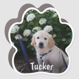 Imprimir Magneta de Carro Fotográfica Personalizad