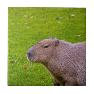 Incrível Animal Capivara