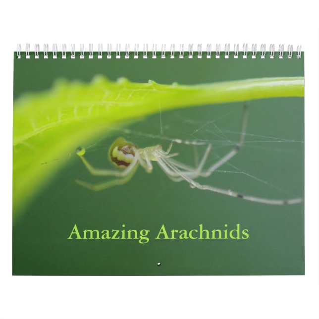 Incrível Calendário Arachnids Spider (Capa)
