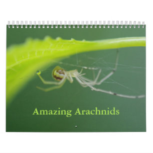 Incrível Calendário Arachnids Spider