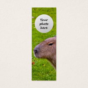 Incrível Capivara Animal