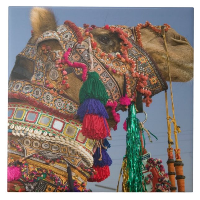 ÍNDIA, Rajasthan, Pushkar: FEIRA DE CAMELÔS DE PUS (Frente)