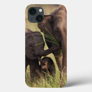 Indian Asian Elephant family in the savannah