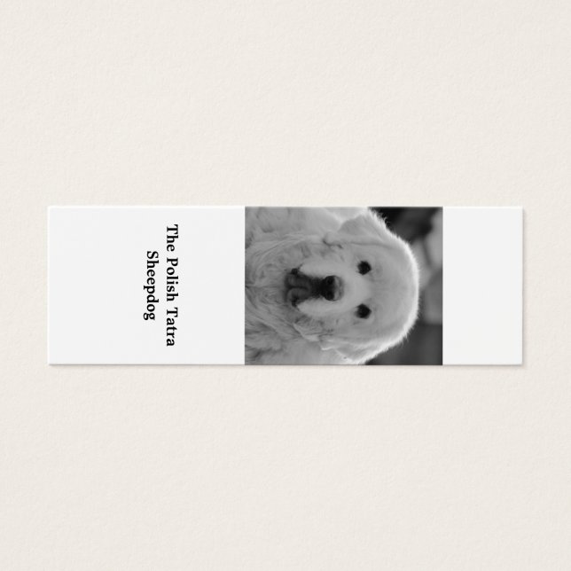 Indicador da Polonesa Tatra Sheepdog Puppy (Frente)