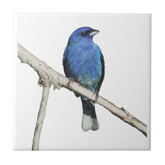 Indigo Bunting (Frente)