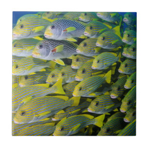 Indonésia. Escolando Peixes