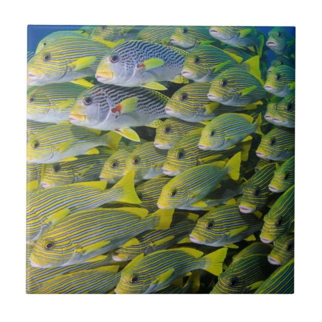 Indonésia. Escolando Peixes (Frente)