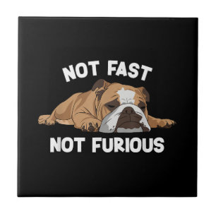Inglês Bulldog Dormindo Não Rápido Não É Fundão Fu