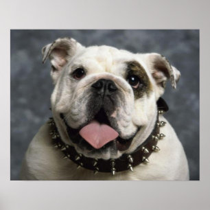 Inglês Bulldog Portrait Poster