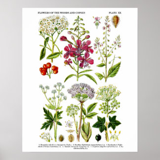 Inglês Flores selvagens impressão de arte botânica