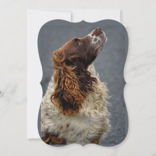 Inglês Springer Spaniel Liver & White Procurando