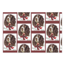 Inglês Springer Spaniel Natal