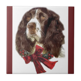 Inglês Springer Spaniel Natal