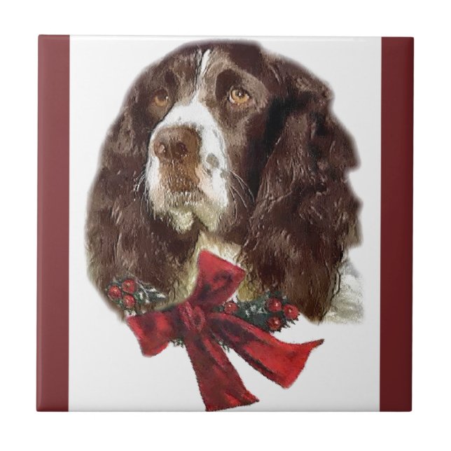 Inglês Springer Spaniel Natal (Frente)
