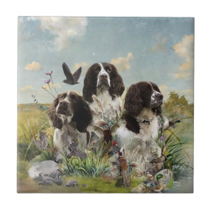 Inglês Springer Spaniels, Arte