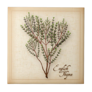 Inglês Thyme Herb