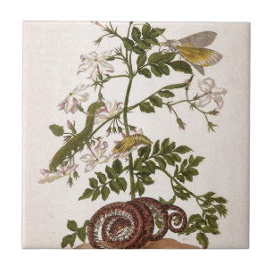 Insectorum Surinamensium da metamorfose