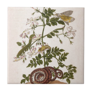 Insectorum Surinamensium da metamorfose